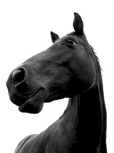 Equine portrait horse love