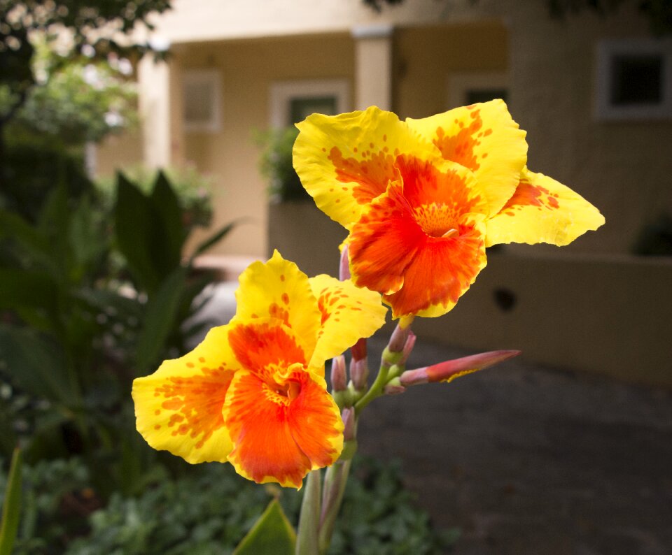 Flower flower of canna red and yellow