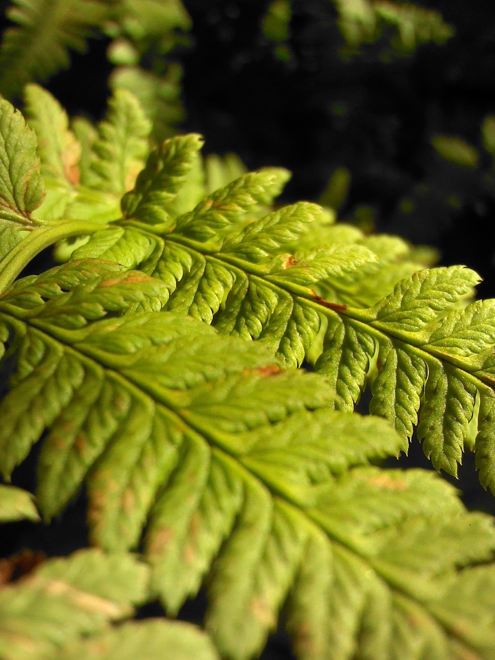 Forest greens plant