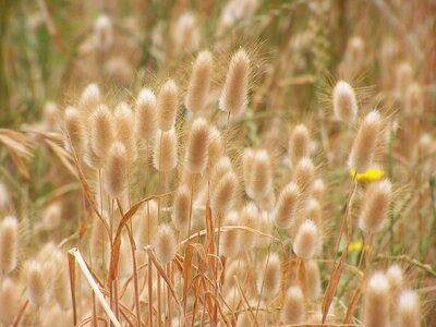 Summer growth bunnytail