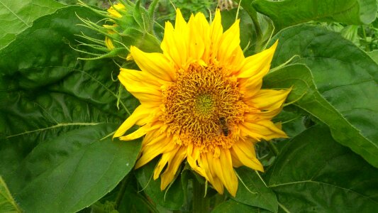 Nature yellow bee