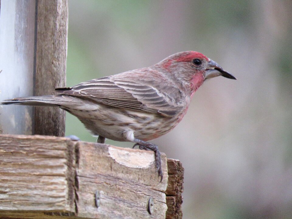 Outdoors animal finch