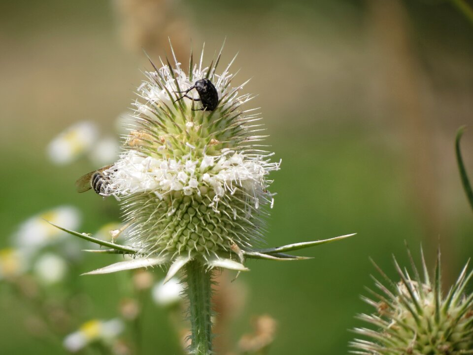 Summer outdoors insect