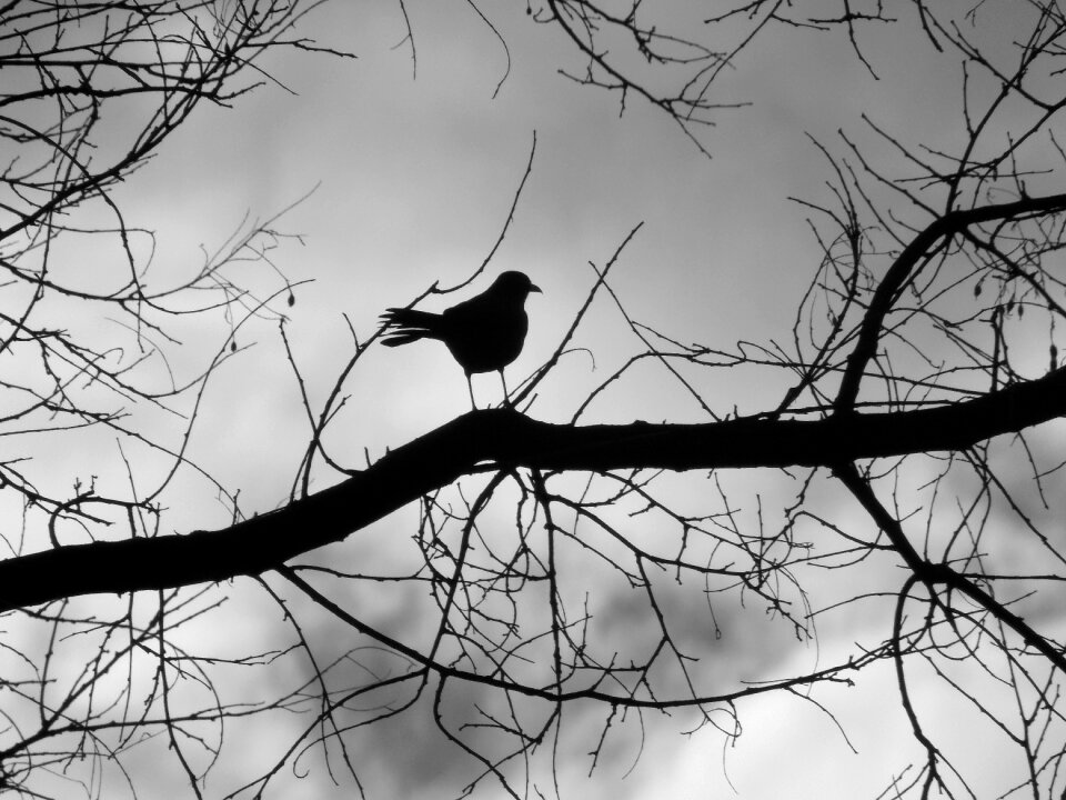 Birds snow cold