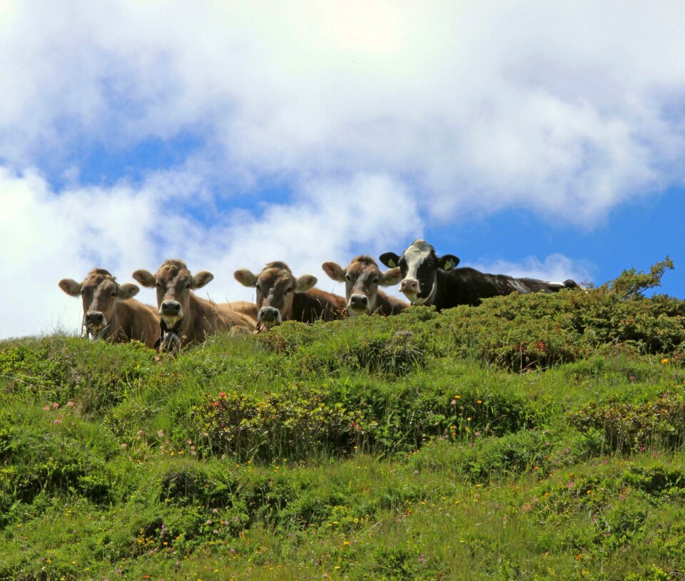 Summer pasture mountain meadow