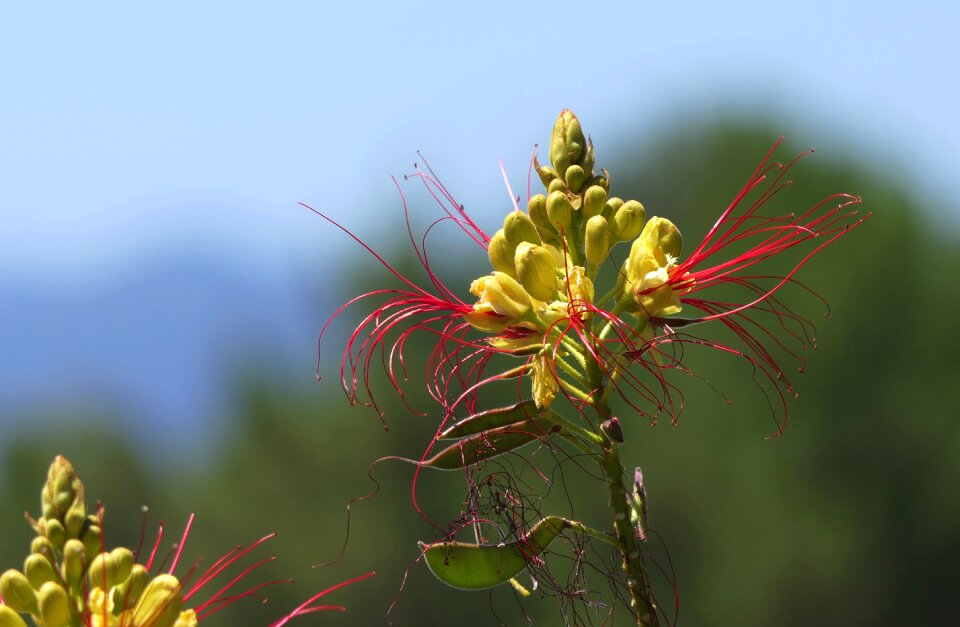 Close up nature plant