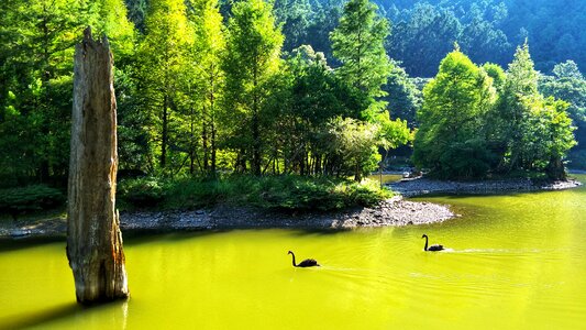 Wood tree lake