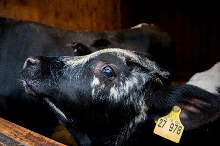 Animal young animal agriculture