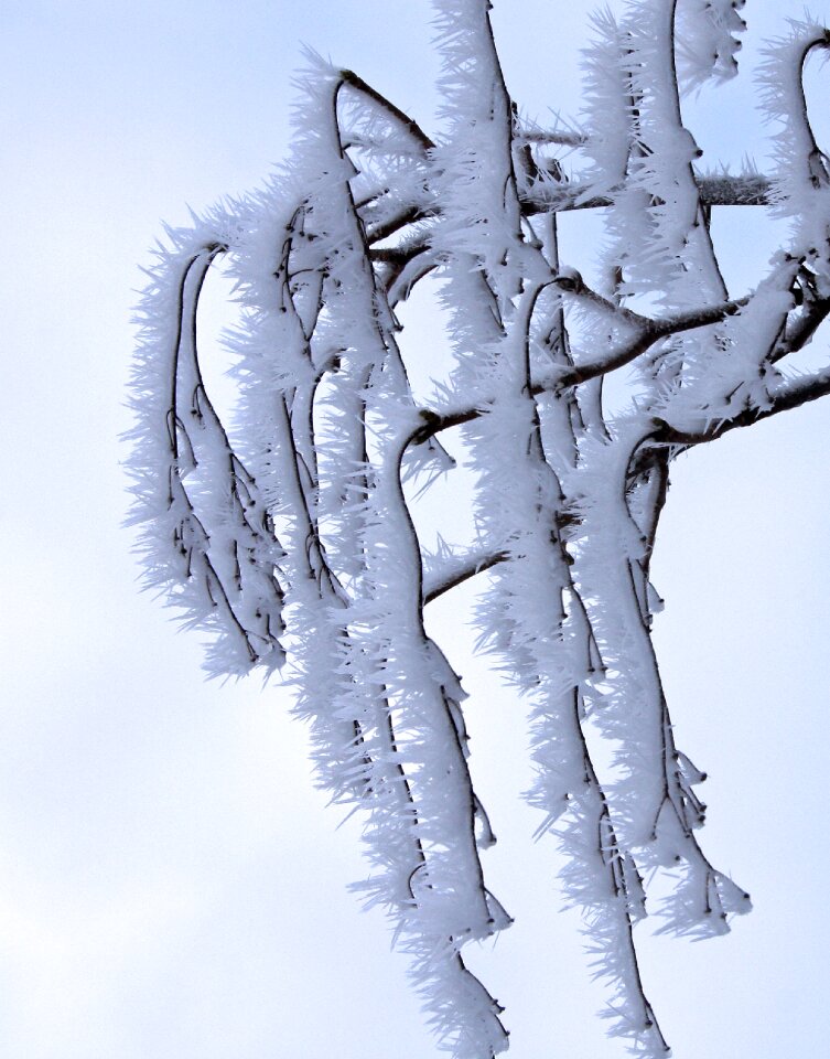 Frozen nature aesthetic