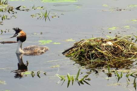 Nature swamp grebe photo