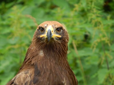 Animal wild adler photo