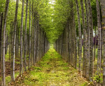 Tree leaf footpath