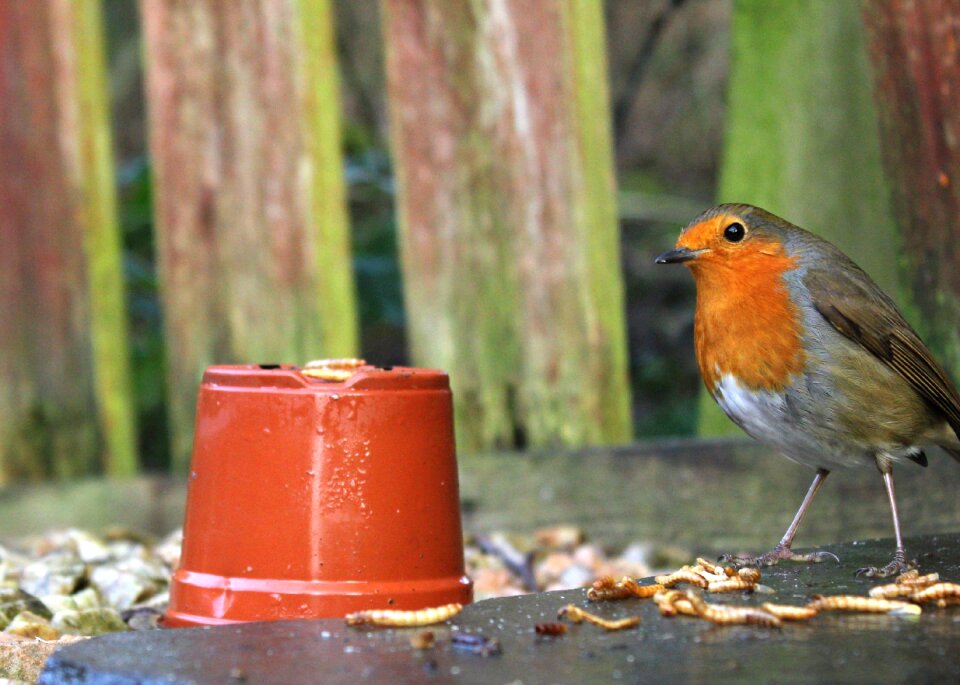 Outdoors mealworms winter