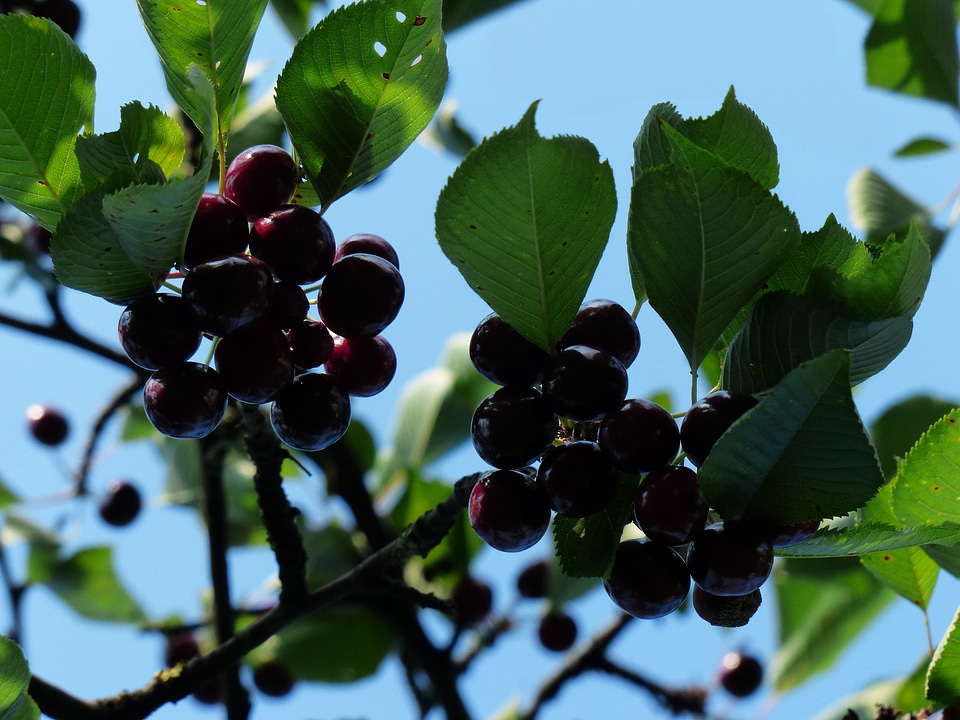 Fruit healthy leaves