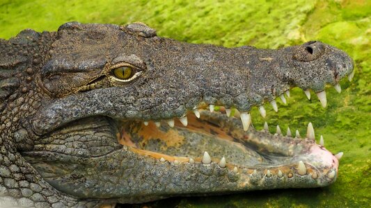 Fauna zoo crocodile