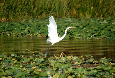 Pool lake wildlife