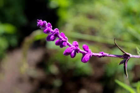 Outdoors garden floral