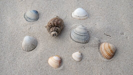 Sand seashell coast