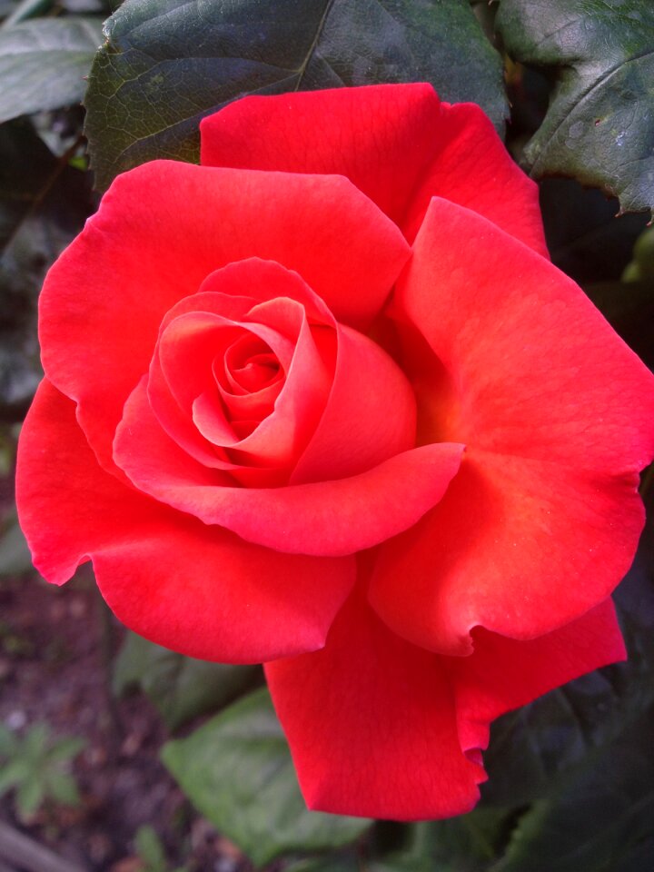 Nature plant rosa