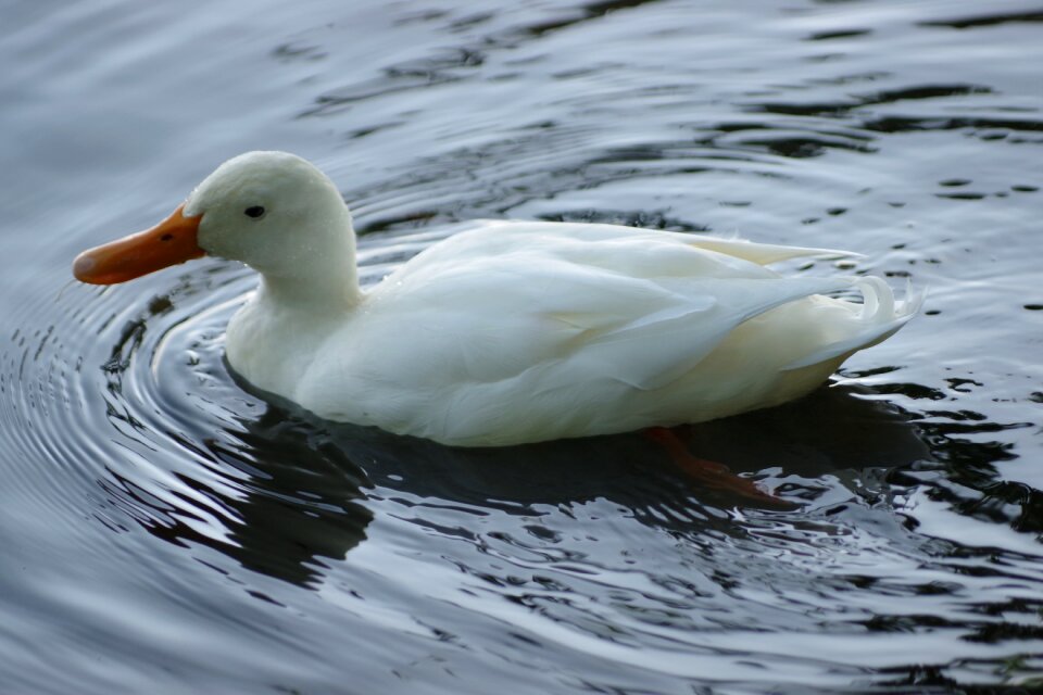 Wild animals mallard the finnish nature