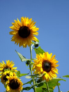 Sunflower nature summer