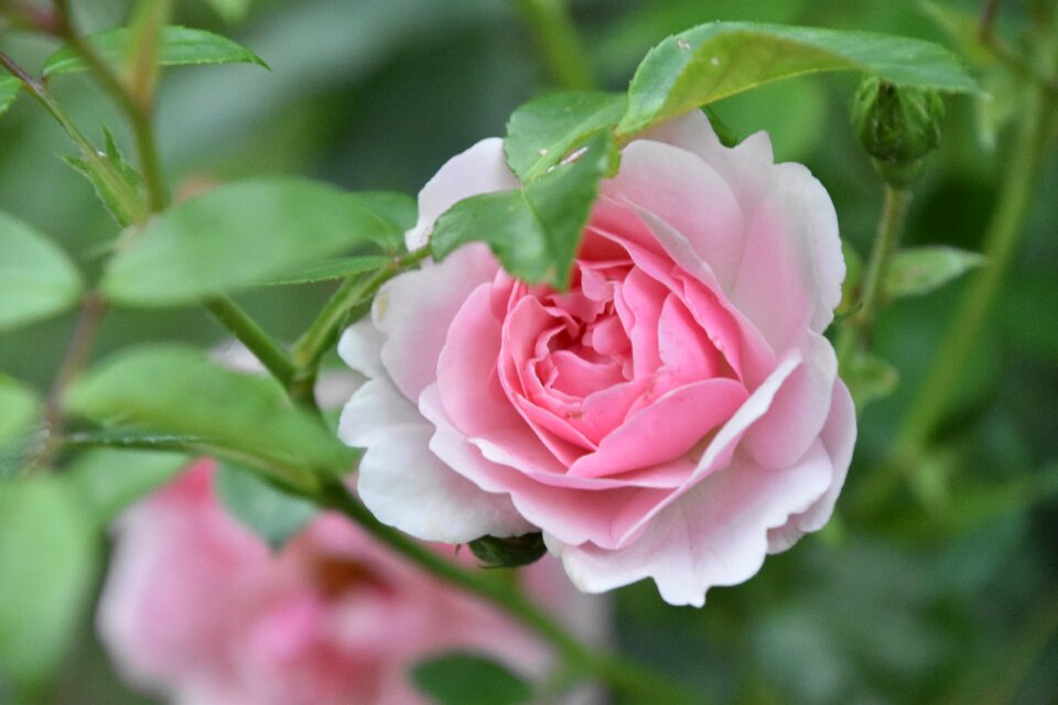 Nature leaf floral