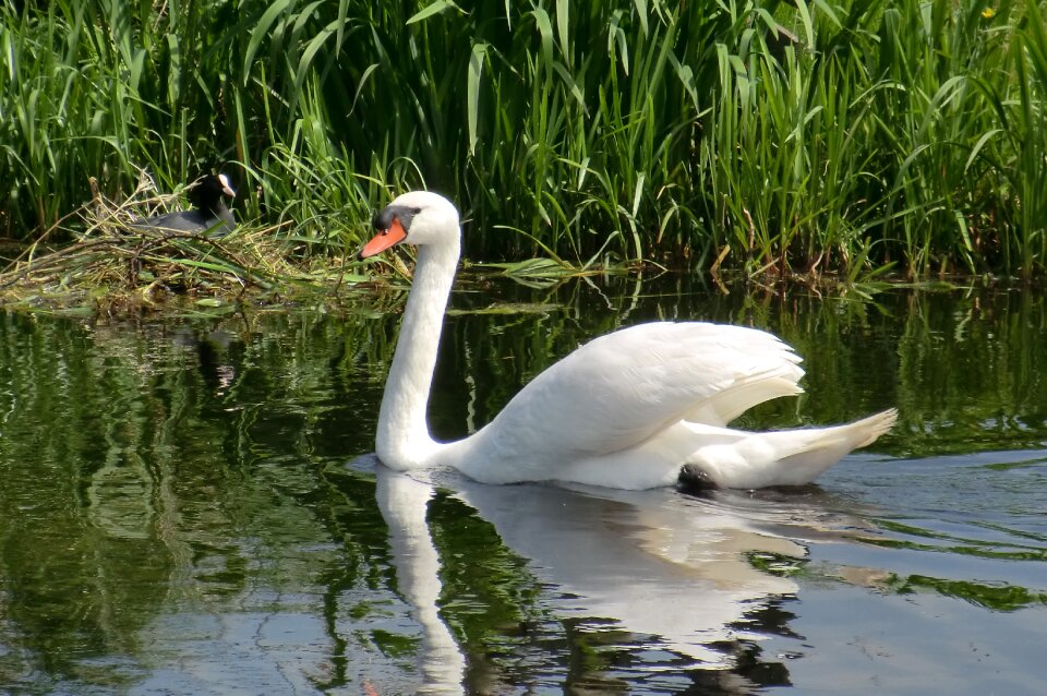 Wildlife animal kingdom swan