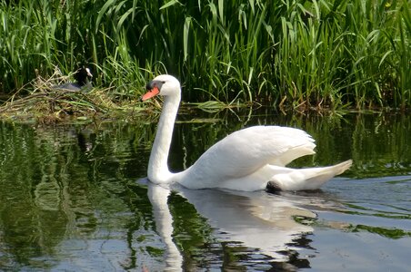 Wildlife animal kingdom swan