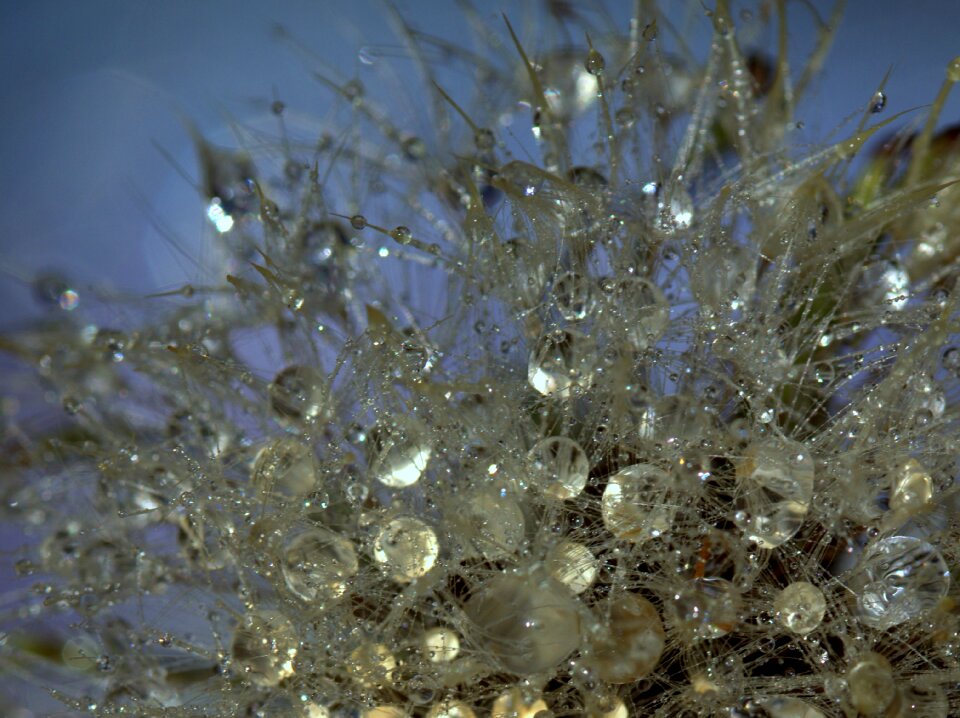 Dew plant water