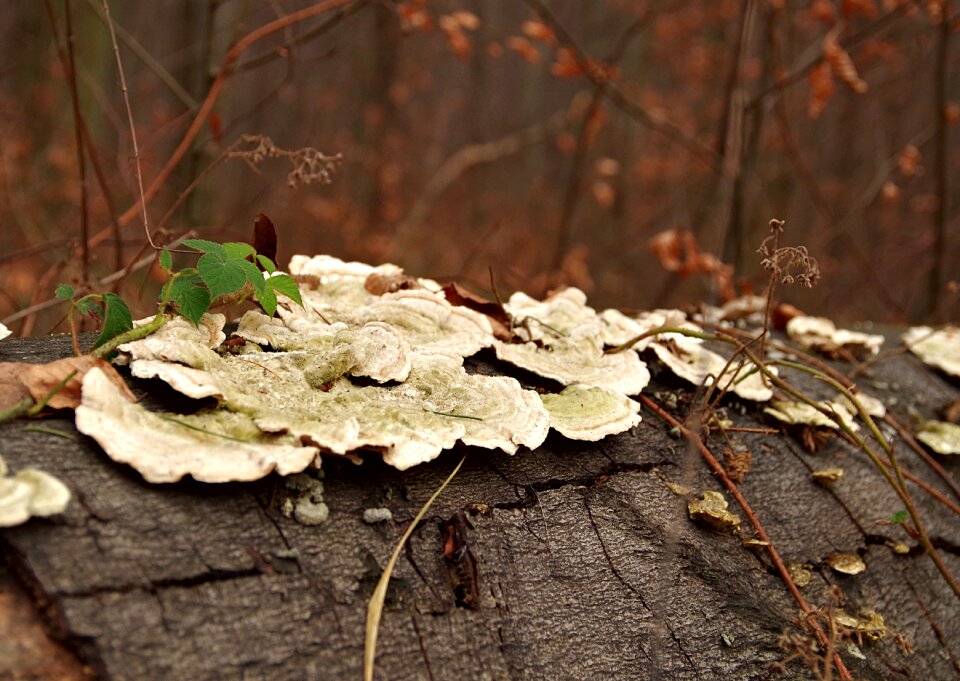 Tree forest moss