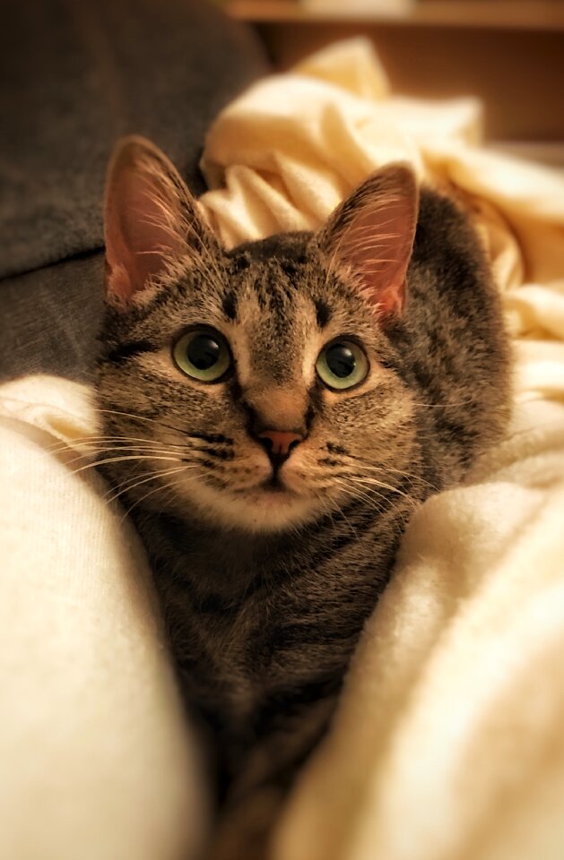 Cat animal mammal
