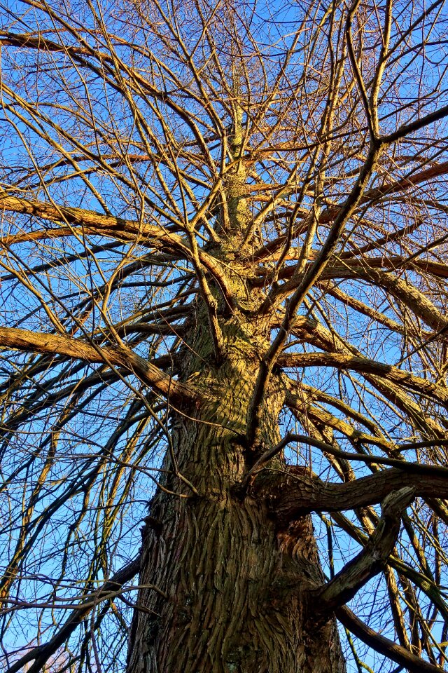 Branch rising up upward view