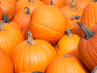 Fall pasture