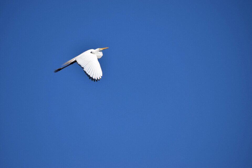 Animal world flight freedom