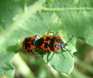 Bugs red bright