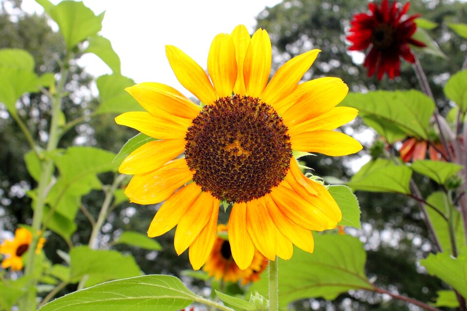 Summer flower sunflower