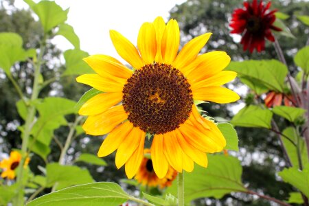 Summer flower sunflower photo