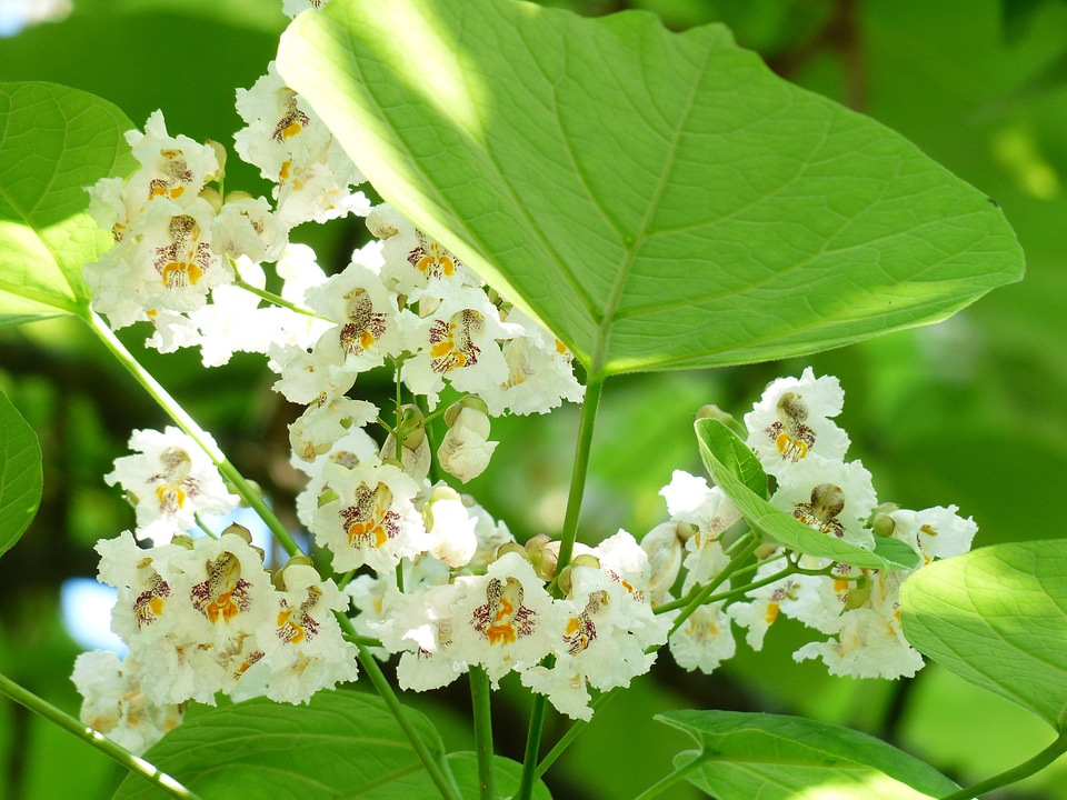 Ordinary catalpa catalpa bignonioides tree