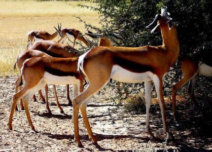 Kalahari browsing
