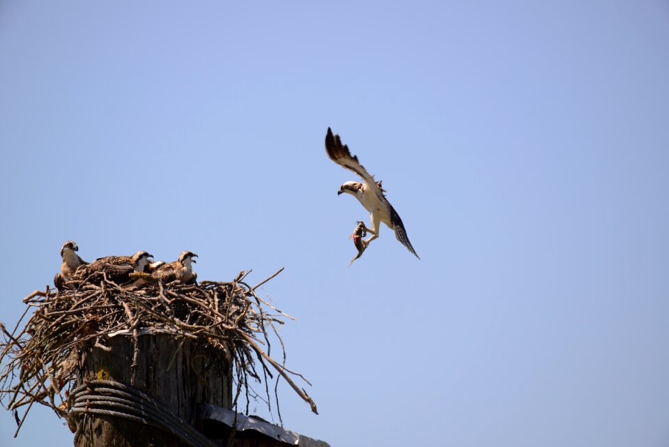 Nature wildlife nest
