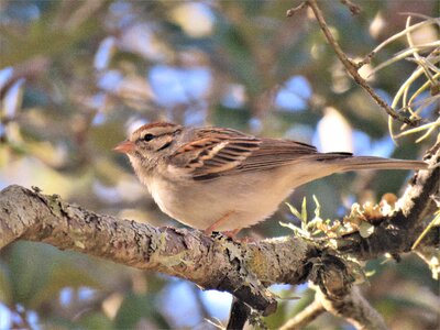 Wildlife tree sparrow photo