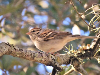 Wildlife tree sparrow