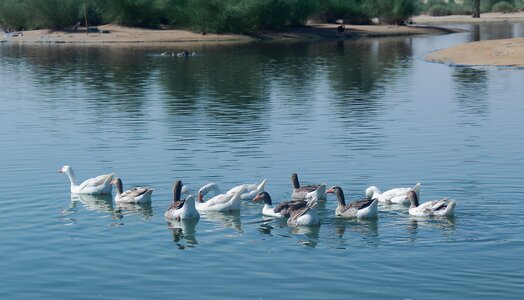 Lake swan duck photo