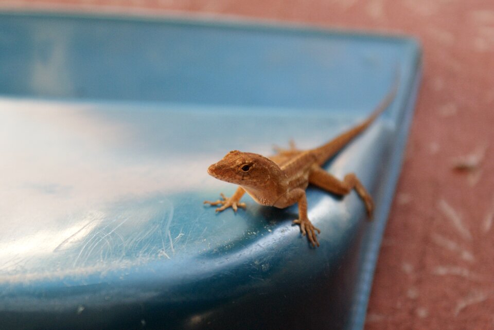 Nature wildlife