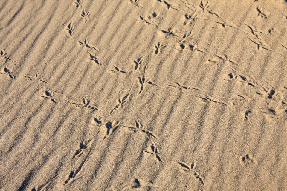 Animal track reprint footprints photo