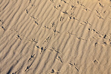 Animal track reprint footprints