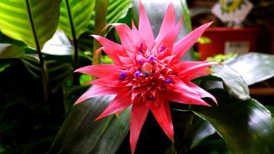 Tropical garden