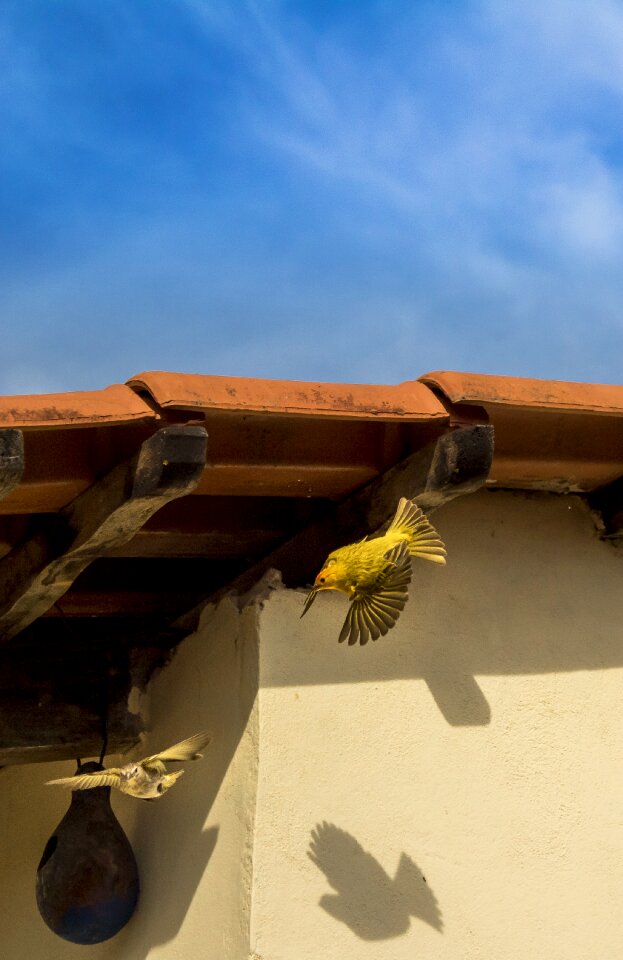 Yellow brazilian fauna bird