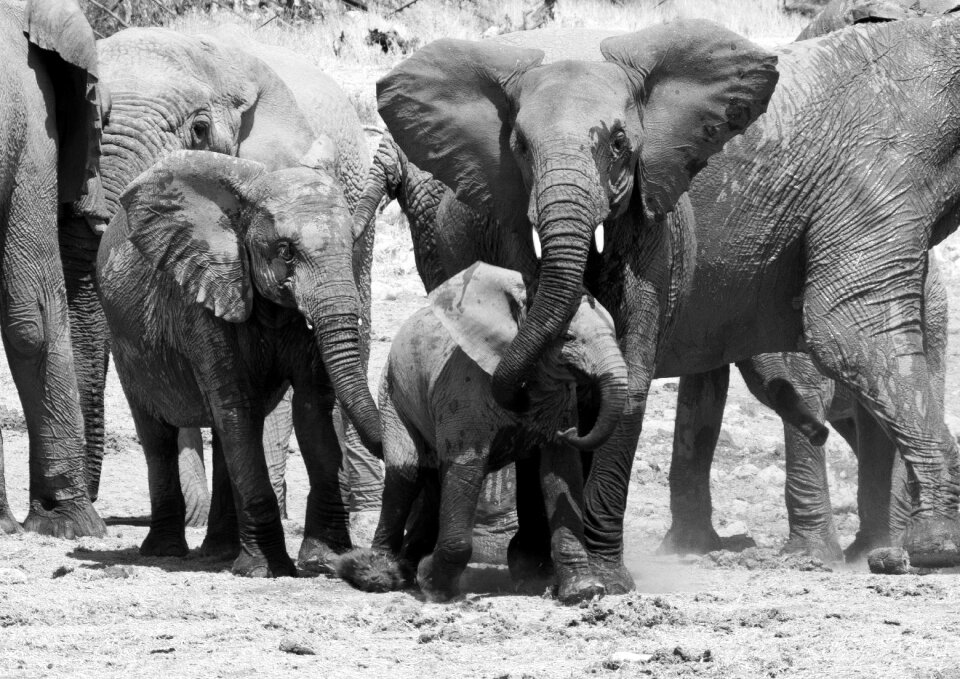 Safari africa water hole