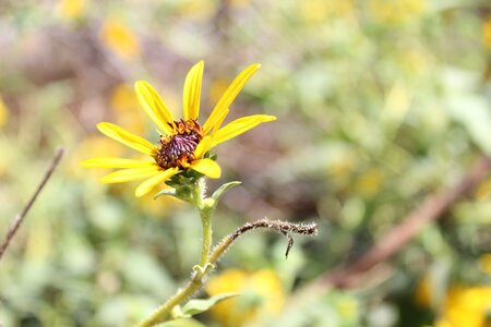 Summer outdoors sunflower photo